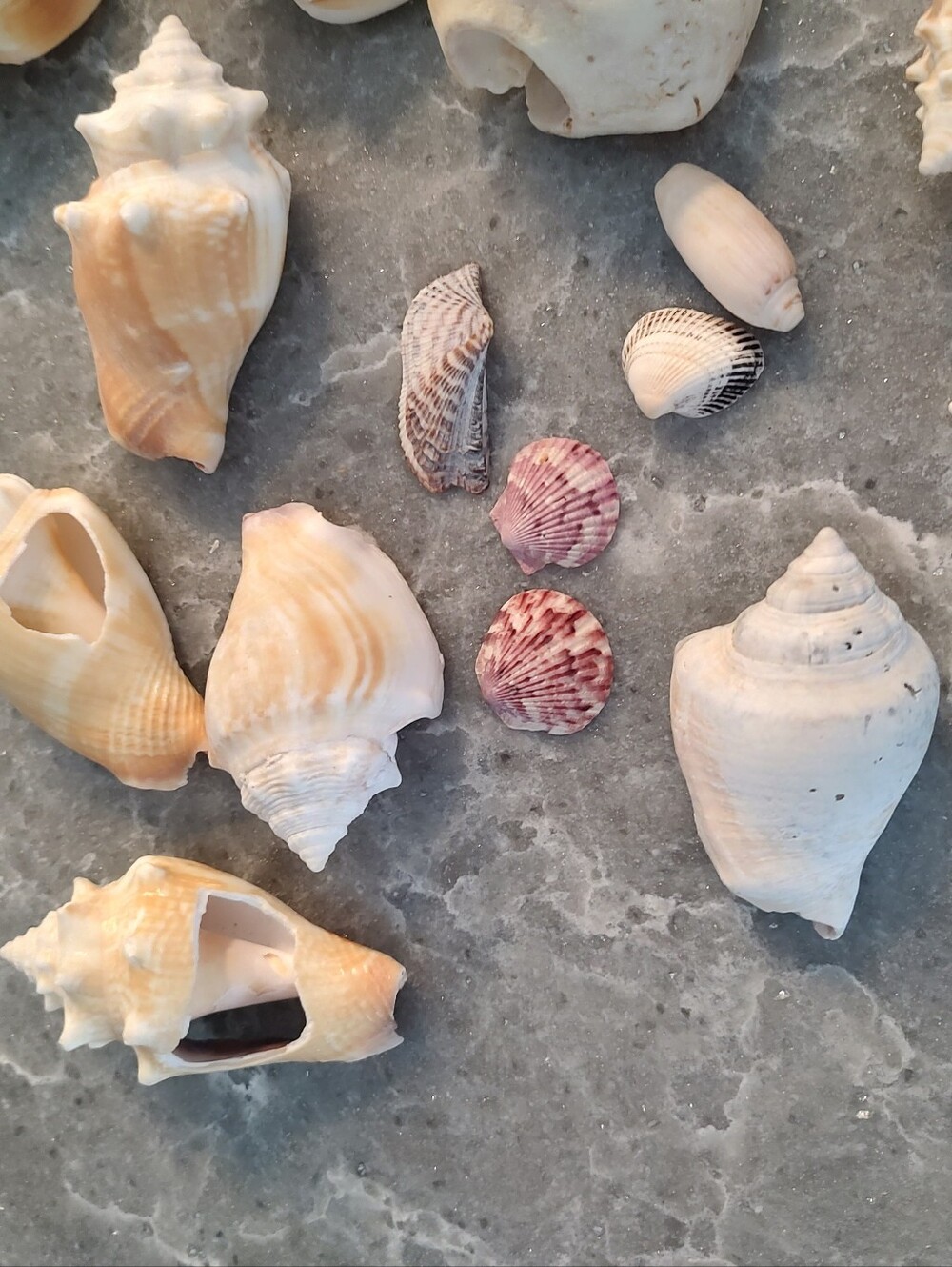 Unique Shells about 15 - Picture 7 of 11